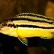 286_melanochromis_auratus