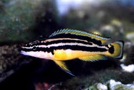 Julidochromis Ornatus 4-6cm