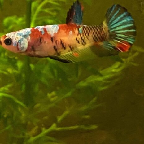 Koi Male