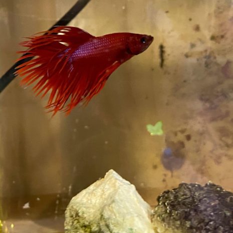 CrownTail Mix-Male