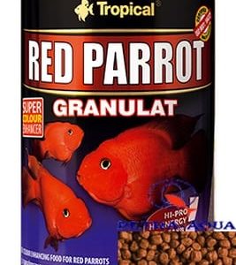 Tropical Red Parrot