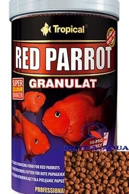 Tropical Red Parrot