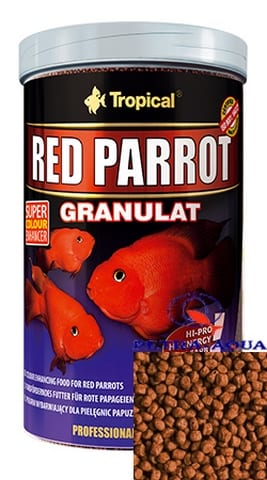 Tropical Red Parrot