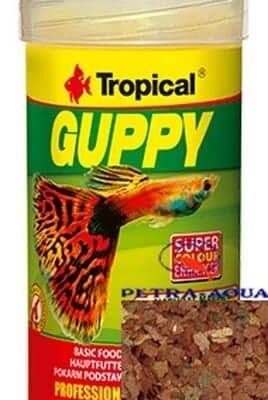 Tropical / Guppy