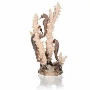 Korall med sjöhästar M Natur