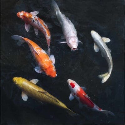 Koi