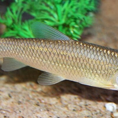 Övrig dammfisk