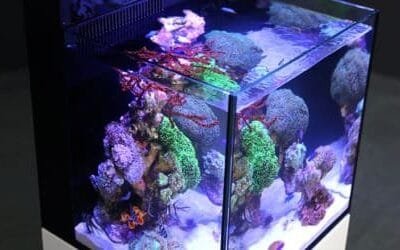 Max Nano har ett unikt utseende tack vare ramlös design och matchande skåp, är utrustad med kraftfulla och programmerbar ReefLed 50 belysning, har en inbyggd proteinskummare och cirkulationspump.Nano Max Komplett Reef System vit med möbel