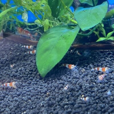 Caridina crystal red