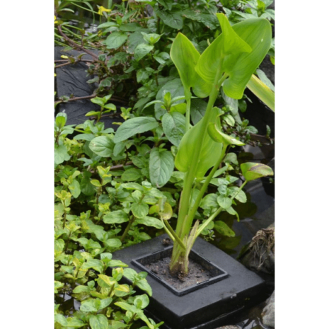 Planteringsö flytande t. kvadratisk 20cm Planteringsö flytande t. kvadratisk 20cm