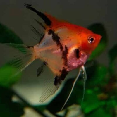 Pterophyllum scalare / red devil