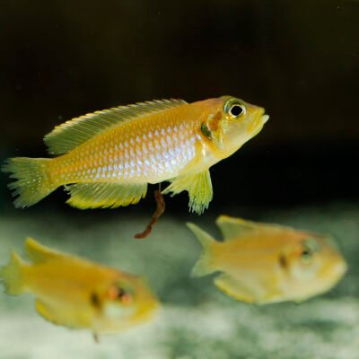 Lamprologus' ocellatus gold