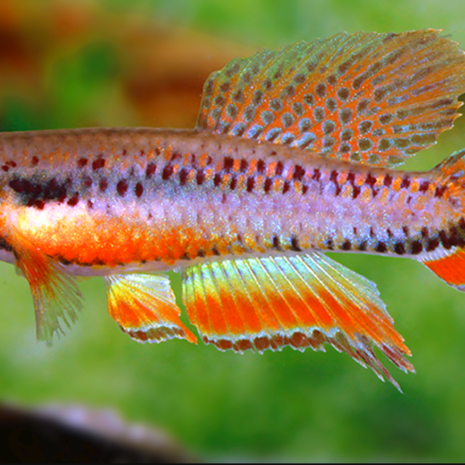 Chromaphysemion Bivittatum Funge 5 Chromaphysemion Bivittatum Funge 5