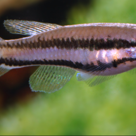 Chromaphysemion Bivittatum Funge 6 Chromaphysemion Bivittatum Funge 6