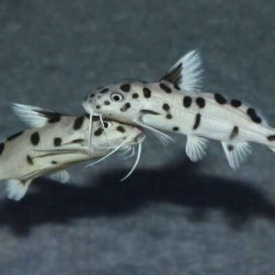 Synodontis Polli vit