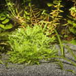 AKVARIEGRUS SANSIBAR GREY JBL 10 kg