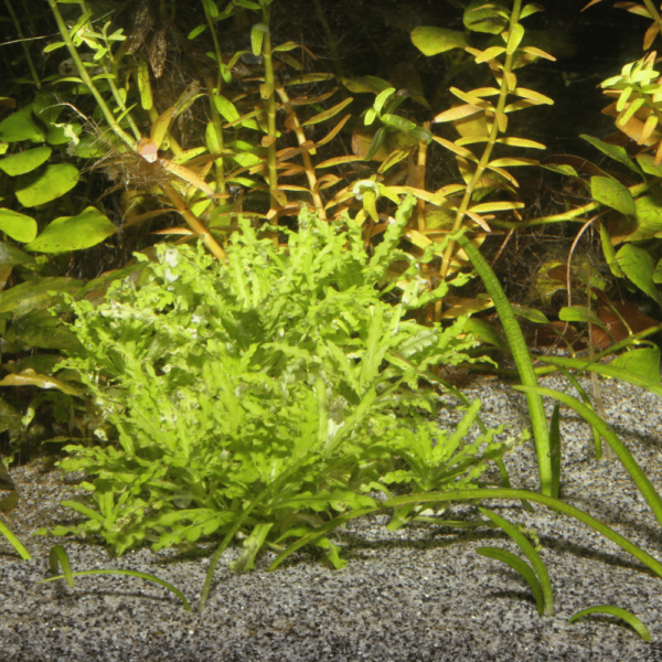 AKVARIEGRUS SANSIBAR GREY JBL 10 kg