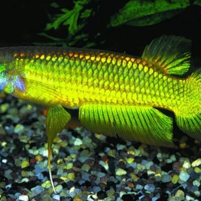 Aphyosemion aplocheilus lineatus gold