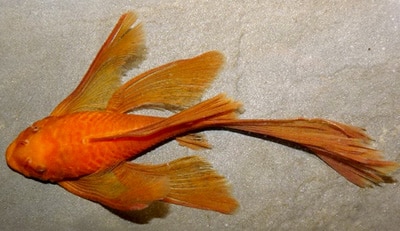 Ancistrus sp super red long fin