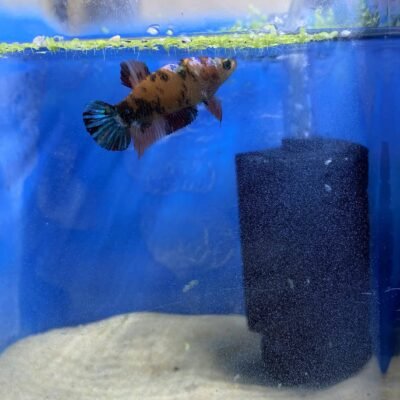 Betta Splendens Plakat Emerald XL