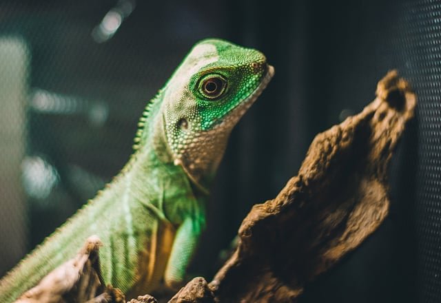 Leopardgecko – skötsel, terrarium och att köpa