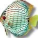 Discus briliant turquoise