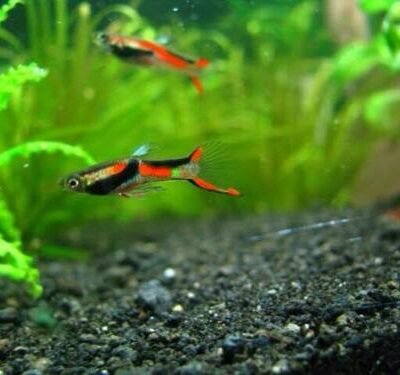 Poecilia Endlers Guppy Black