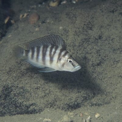 Altolamprologus sp. 'compressiceps shell', Sumbu