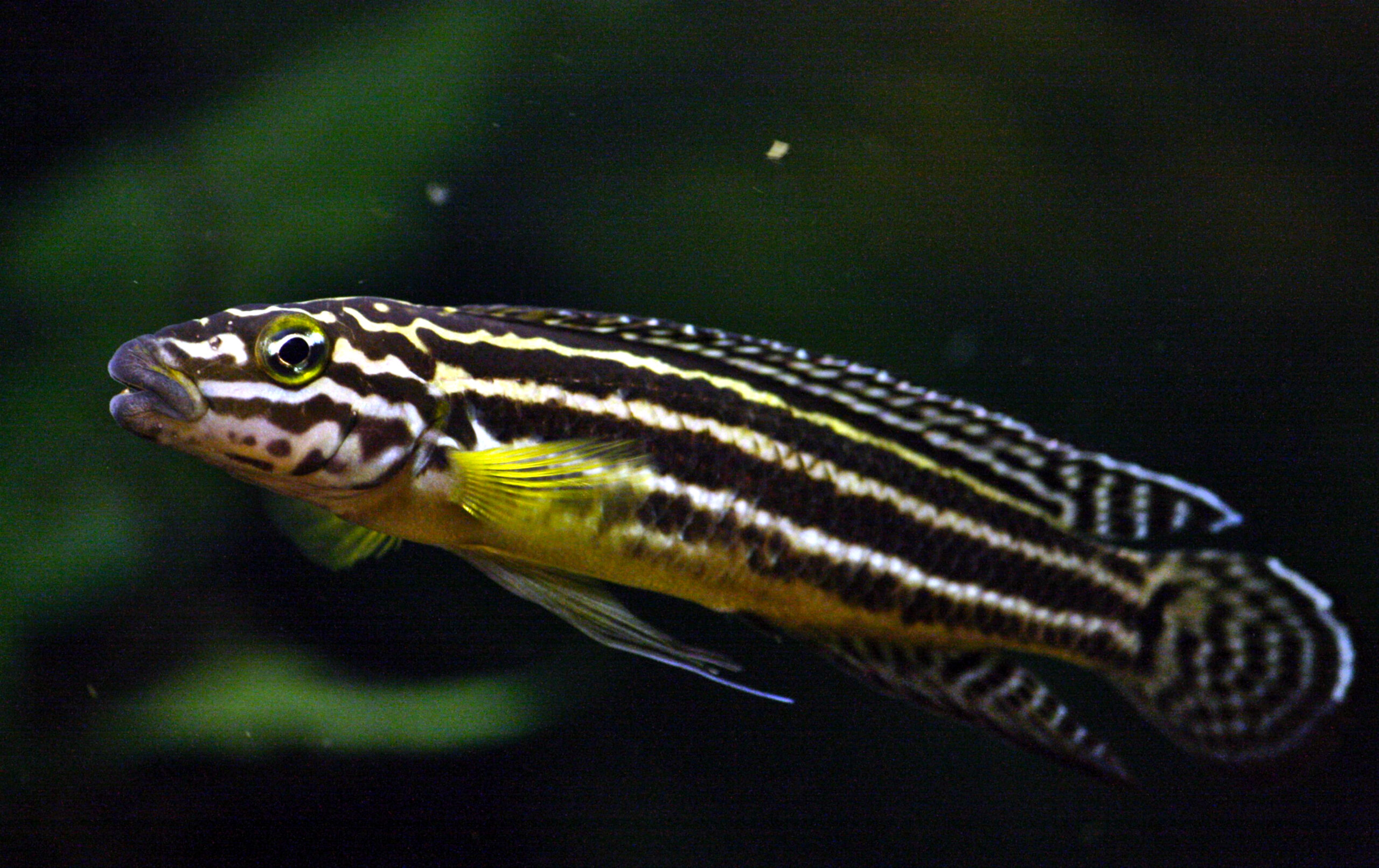 Julidochromis regani