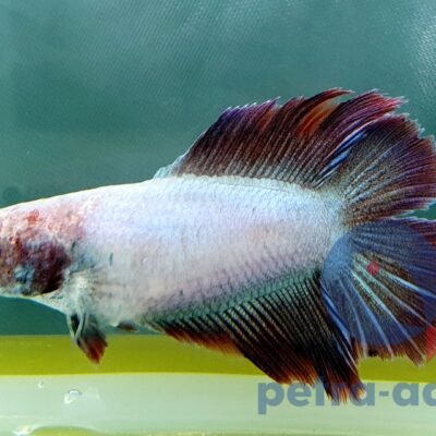 Betta spl female Double tail mix