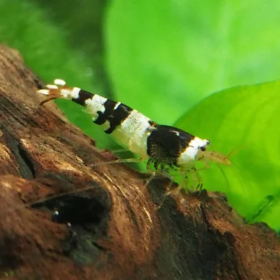 Neocaridina black crystal