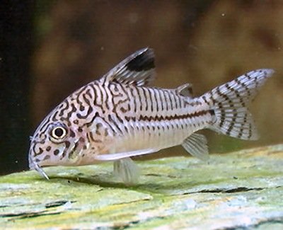 Corydoras trilineatus