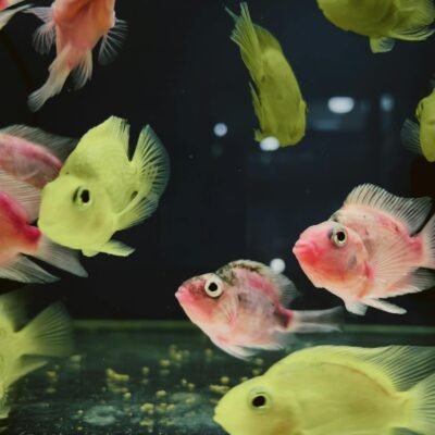 Decorative Exotic Fish Swimming in Aquarium