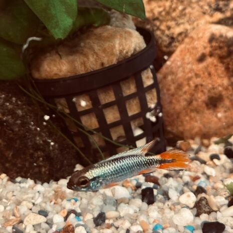Apisto agassizii 'Blue Flame