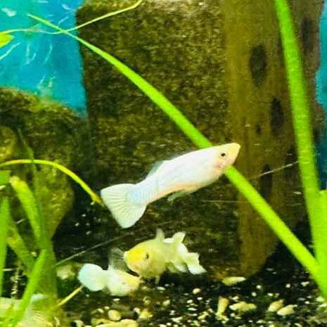 Poecilia reticulata-Guppy snow white