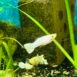 Poecilia reticulata-Guppy snow white