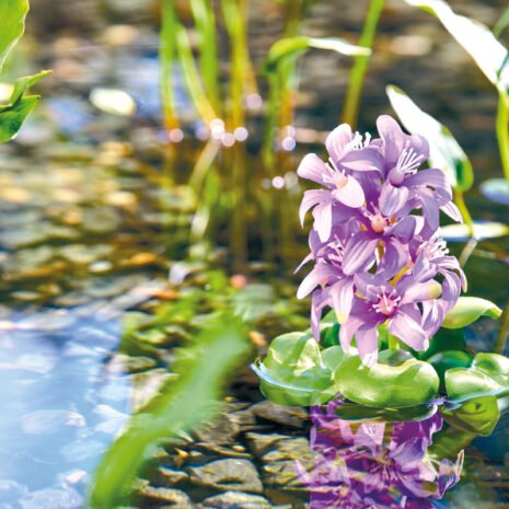 Pontec PondoHyacinth som blommar