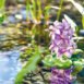 Pontec PondoHyacinth som blommar