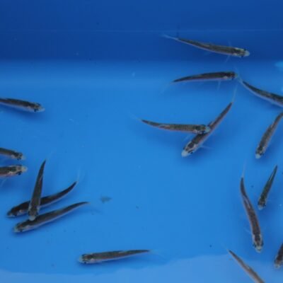 Leuciscus idus Gold/Blue