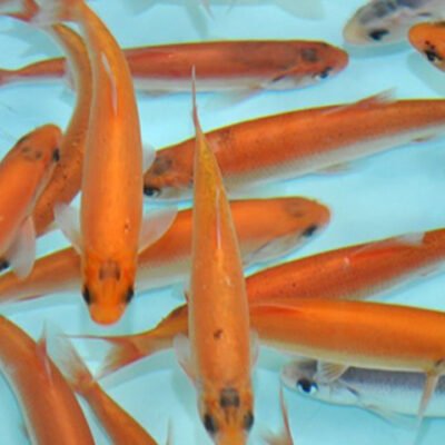 Leuciscus idus Gold/Blue