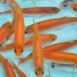 Leuciscus idus Gold/Blue