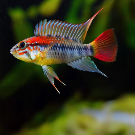 Apistogramma macmasteri