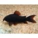 Corydoras Venezuela black