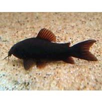 Corydoras Venezuela black