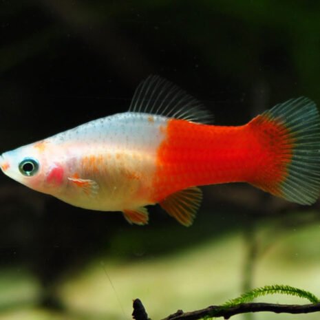 -Koi-Kohaku- Xiphophorus hellerii-Koi kahaku-svärdbärare