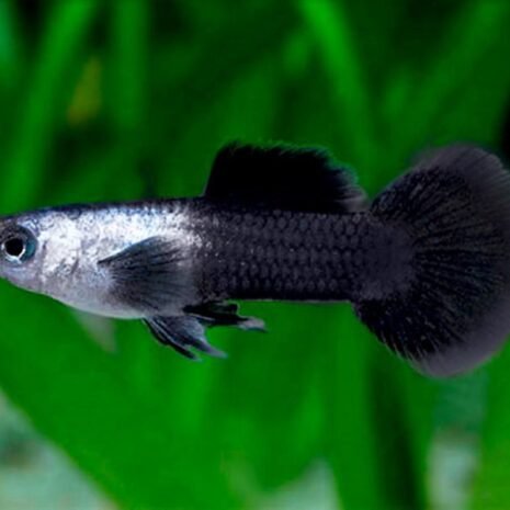Poecilia reticulata-Panda Guppy Poecilia reticulata-Panda Guppy