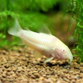Corydoras Panda Gold