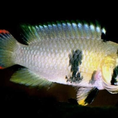 Apistogramma panduro