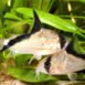 corydoras melini