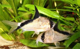 corydoras melini